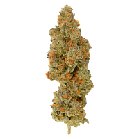 Rocket Factory - Facetz