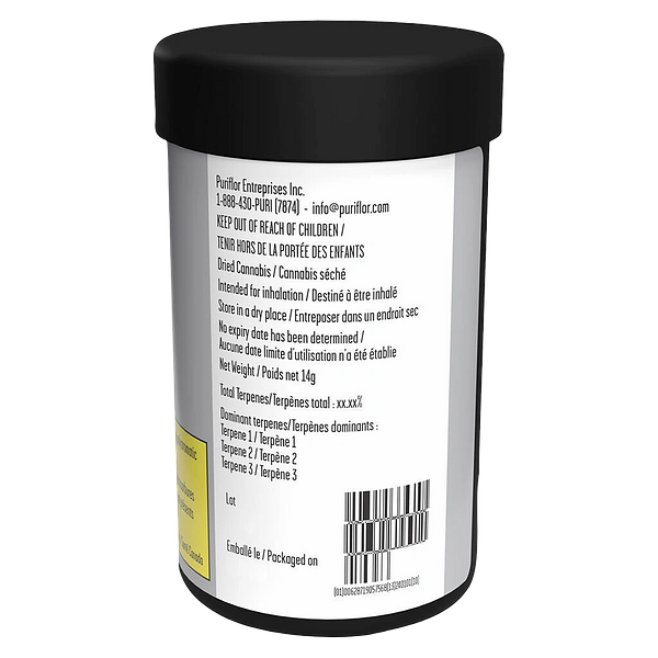 Cactus - Succulent Smalls