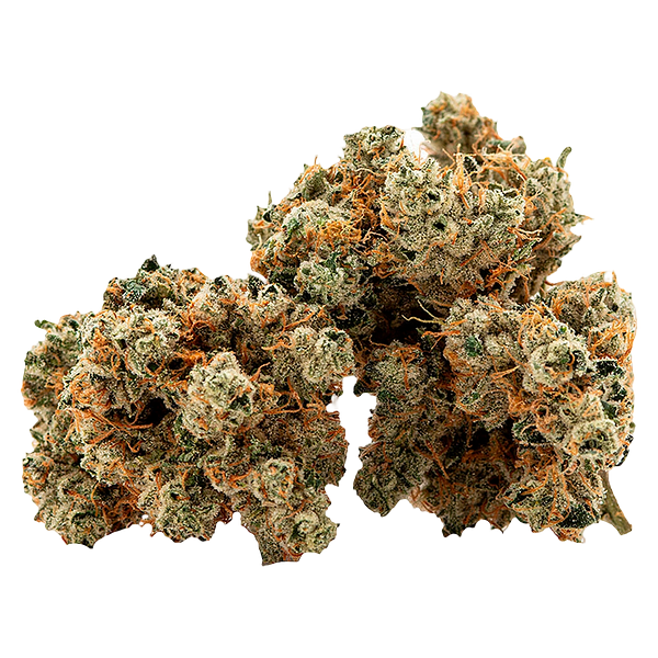 Cactus - Succulent Smalls