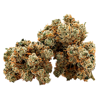 Cactus - Succulent Smalls