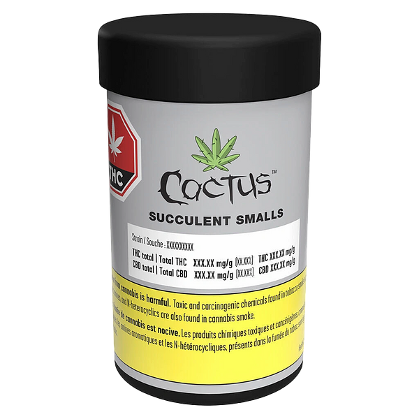 Cactus - Succulent Smalls