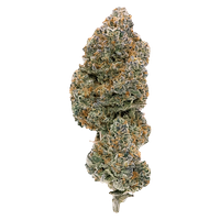 Northern Canna - Modified Supersonic