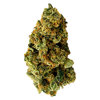 TERPi - Tropical Bliss