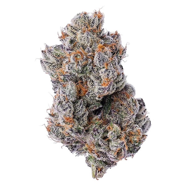 Coterie - Purple Zushi