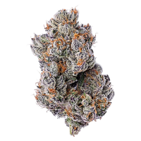 Coterie - Purple Zushi