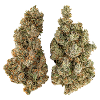 Highly Dutch - Organic Butter Cookies x Organic NYC Juggernaut