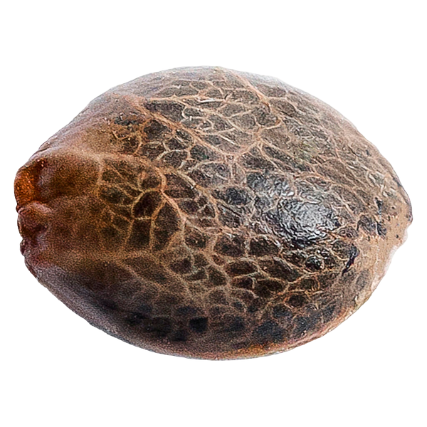 34 Street Seed Co. - Grandaddy Purps Seeds