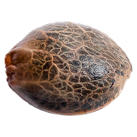 34 Street Seed Co. - Grandaddy Purps Seeds