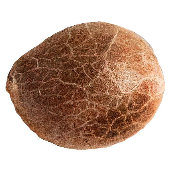 34 Street Seed Co. - Jack Herer Seeds