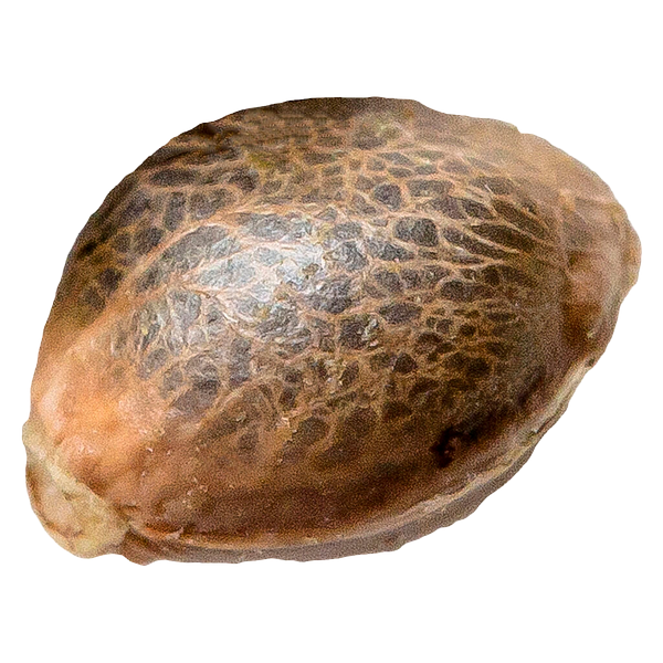 34 Street Seed Co. - Og Kush seeds