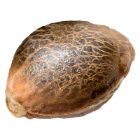 34 Street Seed Co. - Og Kush seeds