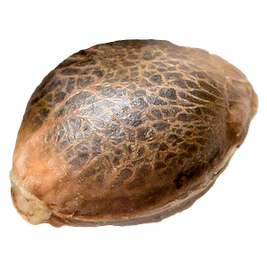 34 Street Seed Co. - Og Kush seeds