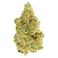 Versus - White Widow