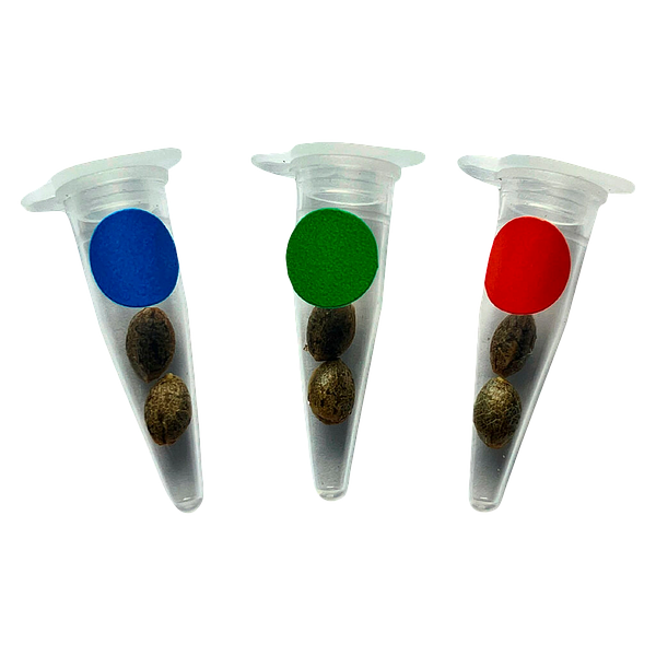 Green Rose Seeds - Crashed Out Cookies Multipack