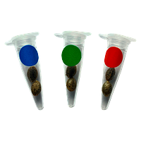 Green Rose Seeds - Crashed Out Cookies Multipack