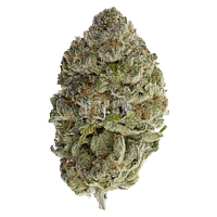 Sheeesh! - Bluefin Tuna