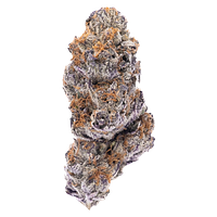 Northern Canna - Hot Rod