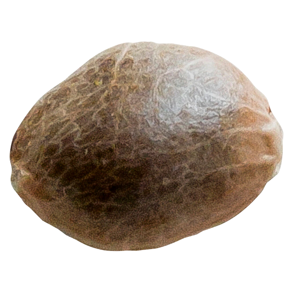 34 Street Seed Co. - Bubba Cheese