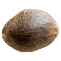 34 Street Seed Co. - Bubba Cheese