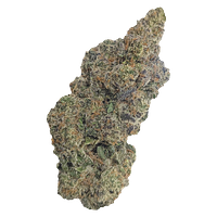 Natural History - Limited Reserve Indica