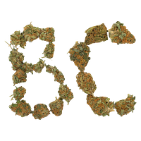 Always Hi - BC Indoor Sativa