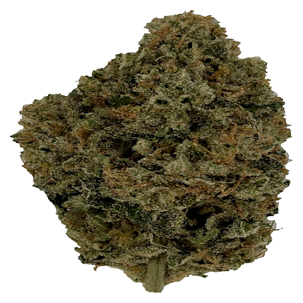 Trichöma Mc - Hybride