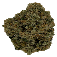 Trichöma Mc - Hybride