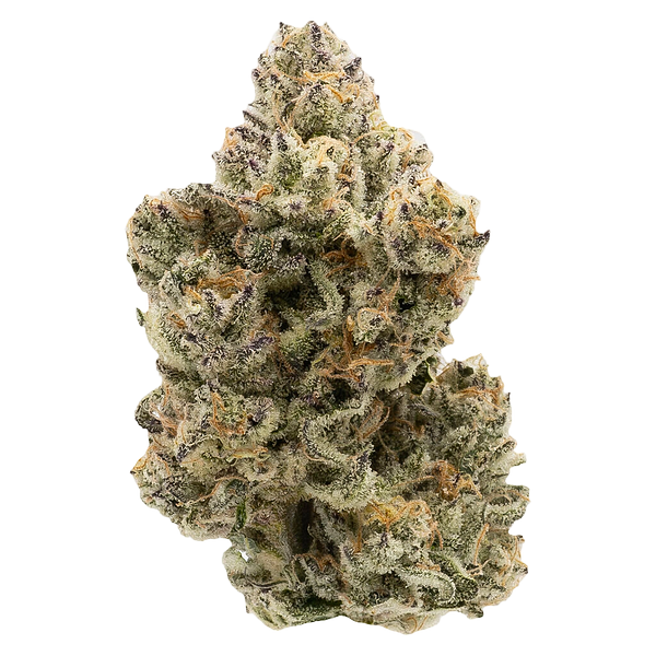 Northern Canna - Pineapple Bang