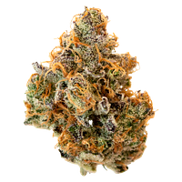 Pineapple Buds - Hawaiian Pineapple