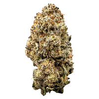 WAZA - Orange Slushie