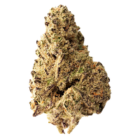 The Loud Plug - Platinum Punch