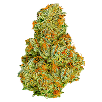 Coterie - Electric Daisy