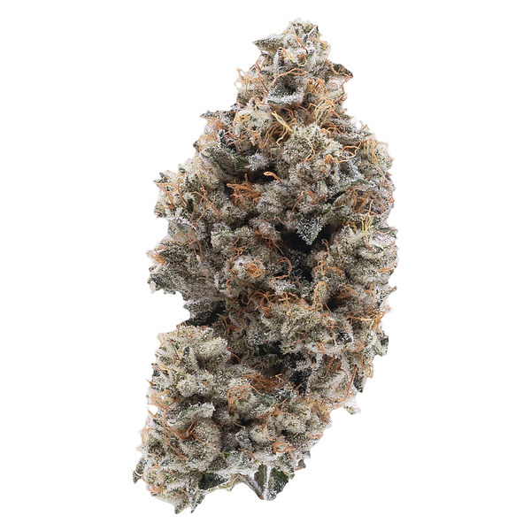 Northern Canna - Frosted Guava Nuts