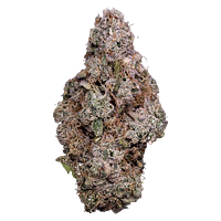 Tribal - Porto Leche