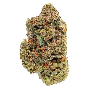 Viola - 4th Quarter (Indica)