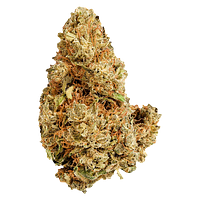 Versus - Purple Afghani