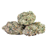 Sixty Seven Sins - EXPO67