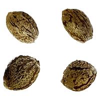 Automatic Ganja - Auto Papaya Apricot Feminized Seeds