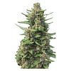 Automatic Ganja - Auto Papaya Apricot Feminized Seeds thumbnail 3