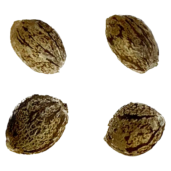 Autoflower Breeder's Club - Amsterdam Skunk Haze THC AUTO regular