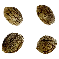 Autoflower Breeder's Club - Amsterdam Skunk Haze THC AUTO regular