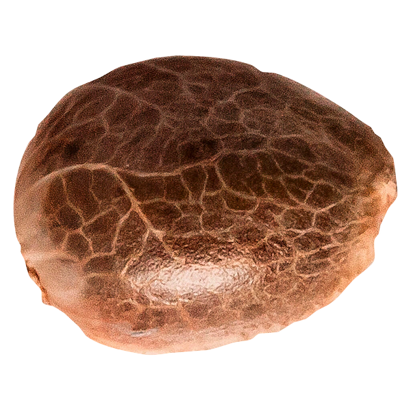 34 Street Seed Co. - Apple Cobbler