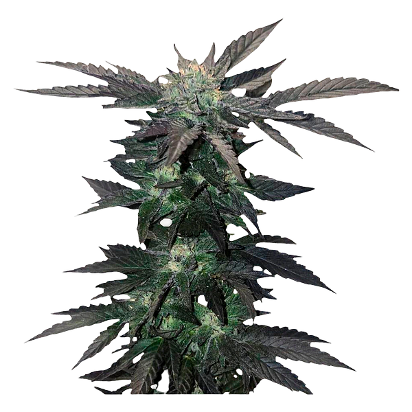 34 Street Seed Co. - Apple Cobbler