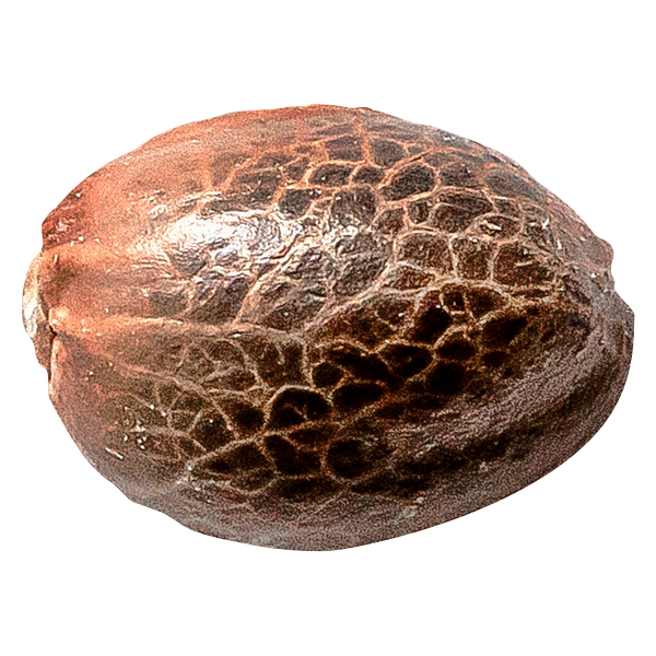 34 Street Seed Co. - Chocolate Kush