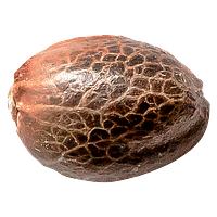 34 Street Seed Co. - Chocolate Kush