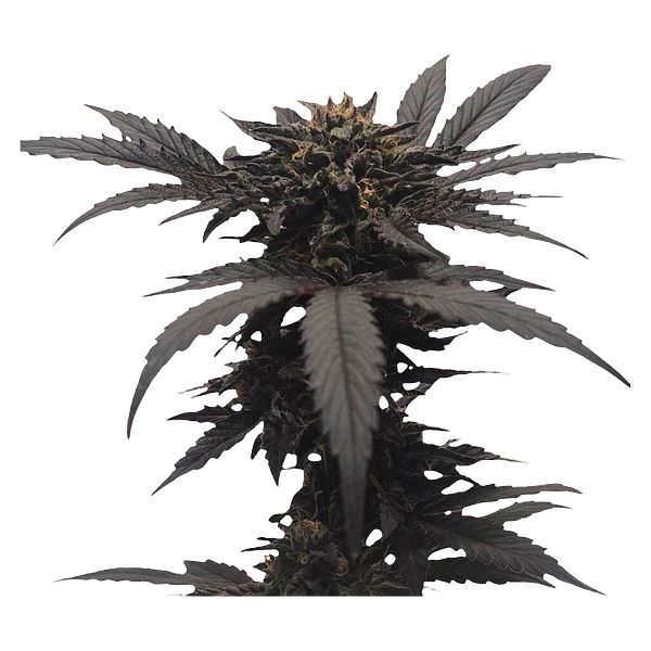 34 Street Seed Co. - Chocolate Kush