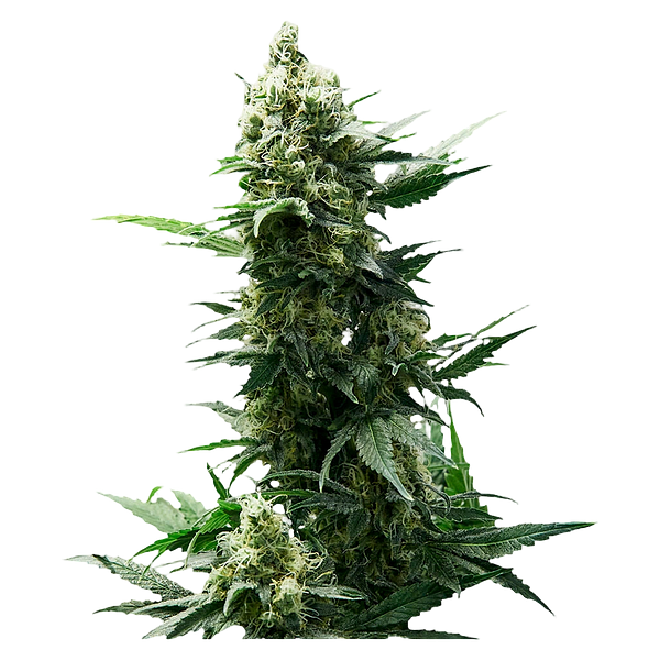 34 Street Seed Co. - Chocolope