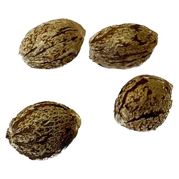 CBD Vault - Pure CBD Gorilla Citrus Photo Feminized