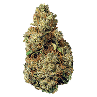 Terp Town Collective - Resting Gas Face