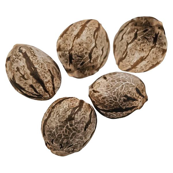 Happy Valley Genetics - Harlequin CBD Feminized Seeds image 1